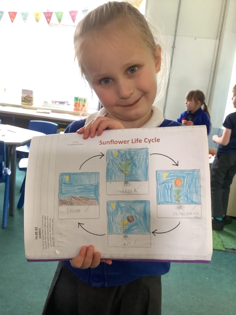 Y1 - Science - Life cycle of a sunflower