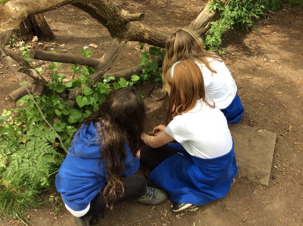 Outdoor Learning - Investigating Materials in Birds’ Nests