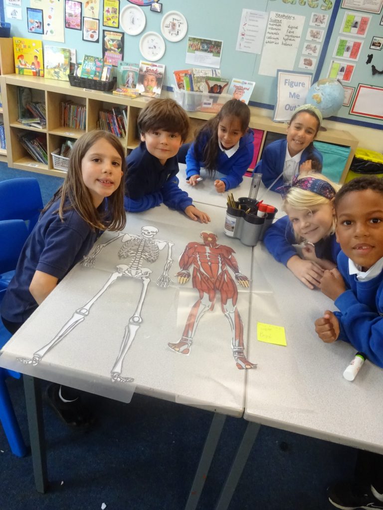 Year 3 Science  - Skeletons and Muscles